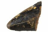 Fossil Tyrannosaur Tooth Tip - Montana #341128-1